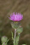 Spiny plumeless thistle